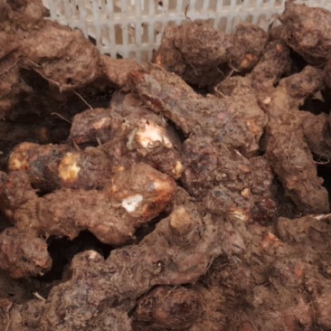 湖南本地精品白肉高粉土茯苓紫山A级货