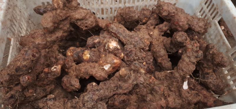 湖南本地精品白肉高粉土茯苓紫山A级货