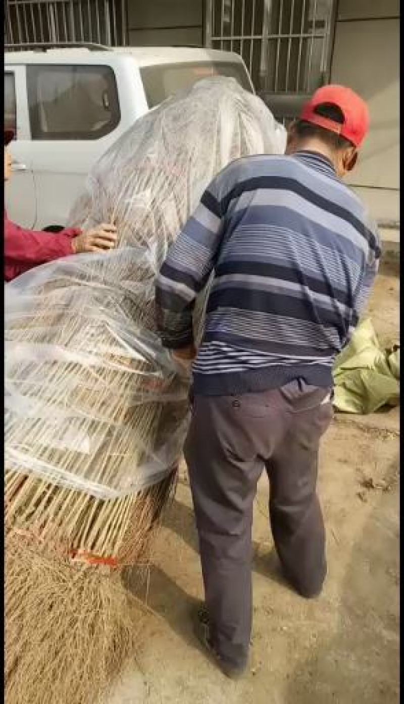 【石榴苗】扦插石榴小苗30公分以上保湿发货保证质量成活率高