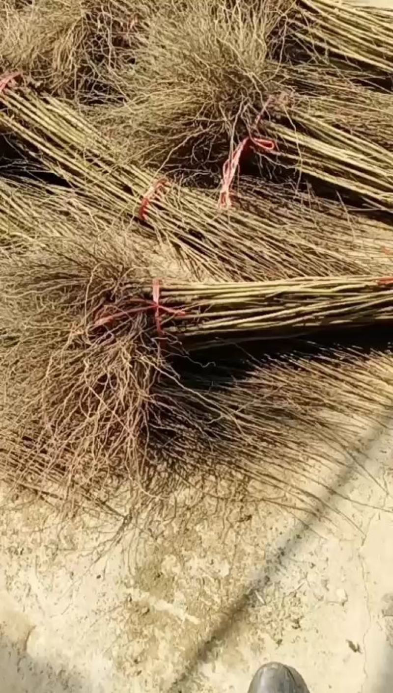 【石榴苗】扦插石榴小苗30公分以上保湿发货保证质量成活率高