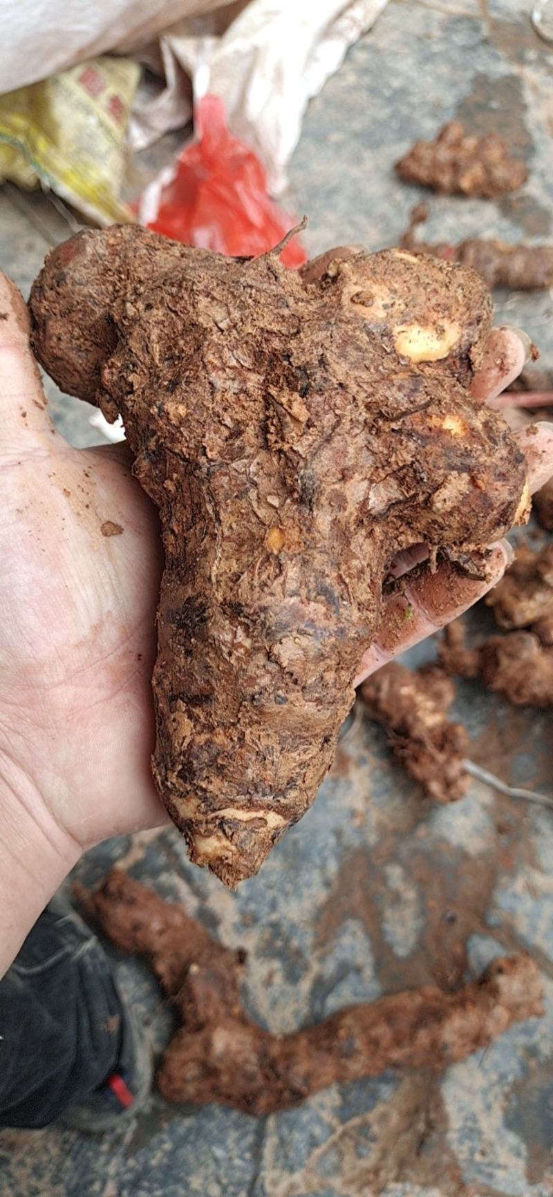 湖南本地精品白肉高粉土茯苓紫山A级货
