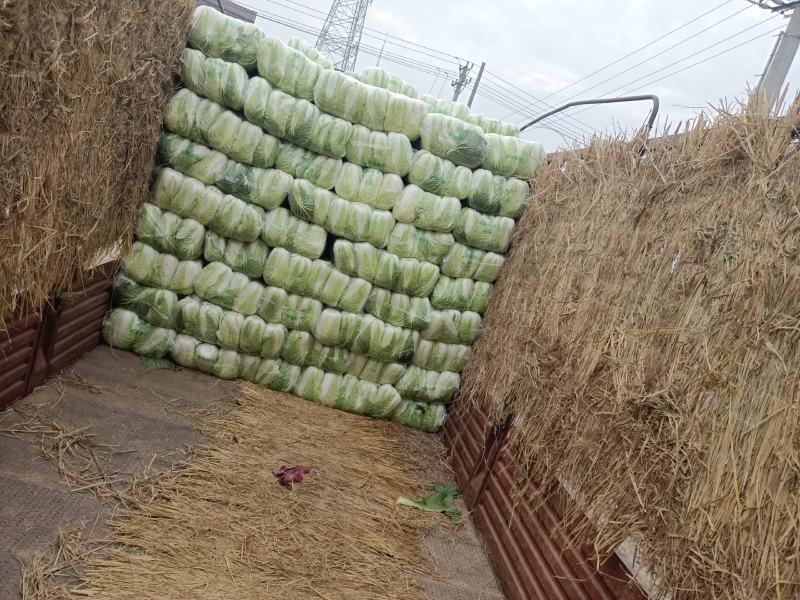 白菜上市啦！我地种植白菜二十多年，十一月底上市