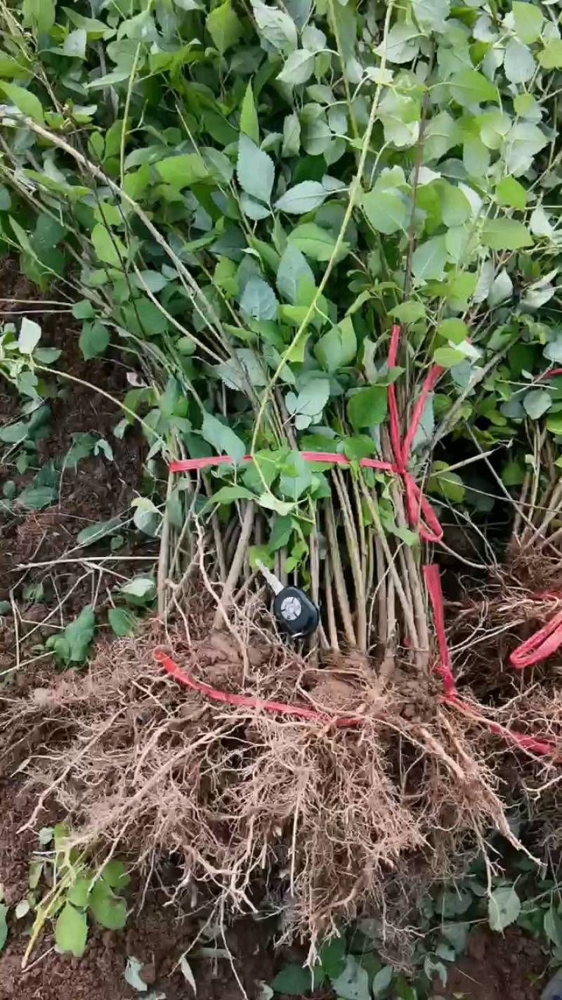 药用连翘苗，连翘苗1年苗，2年药用连翘苗