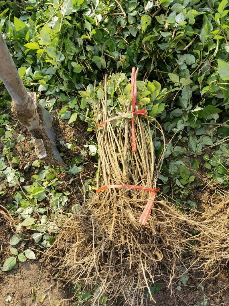 药用连翘苗，连翘苗1年苗，2年药用连翘苗