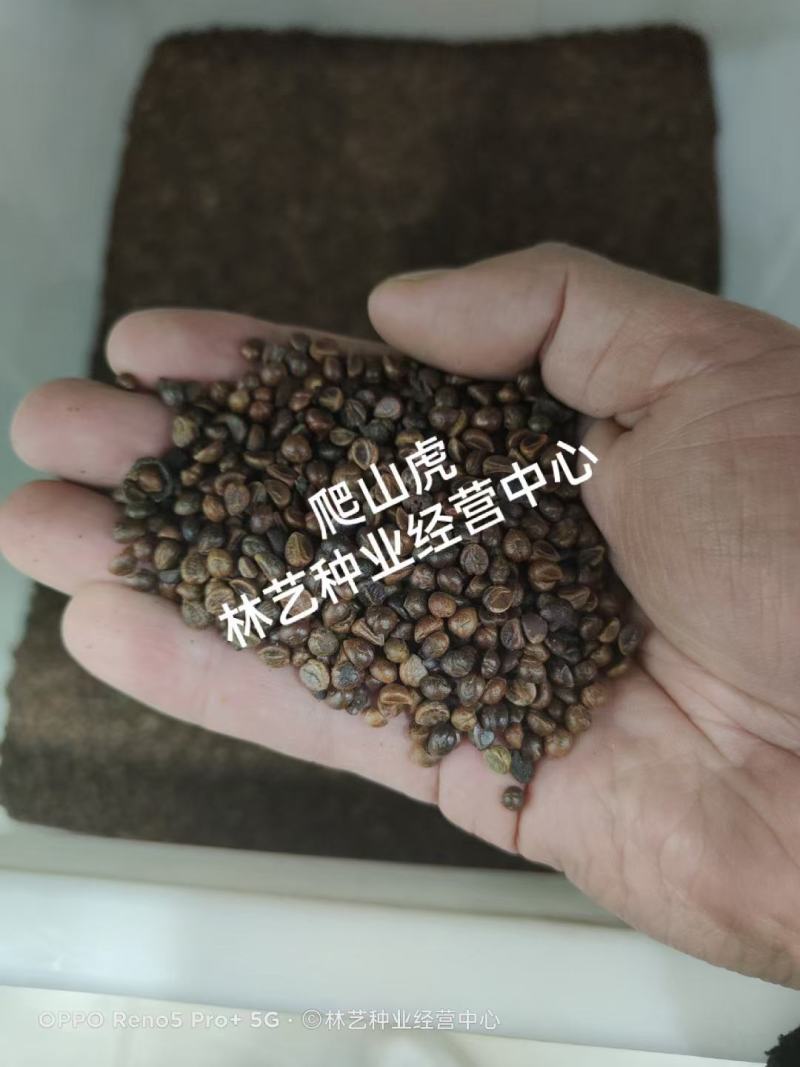 爬山虎种子四季常青耐寒易种室外阳台庭院爬藤爬墙观叶植物