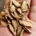 牛蒡、牛蒡茶一手货源