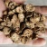 牛蒡、牛蒡茶一手货源