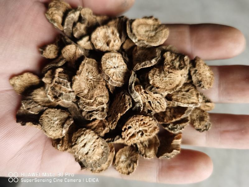 牛蒡、牛蒡茶一手货源