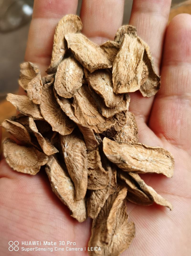 牛蒡、牛蒡茶一手货源