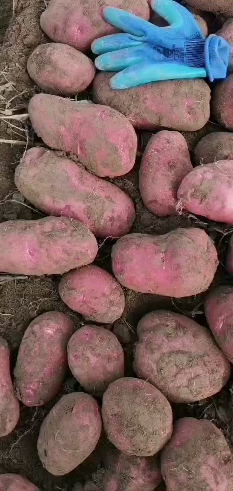 甘肃青薯九号大量上市