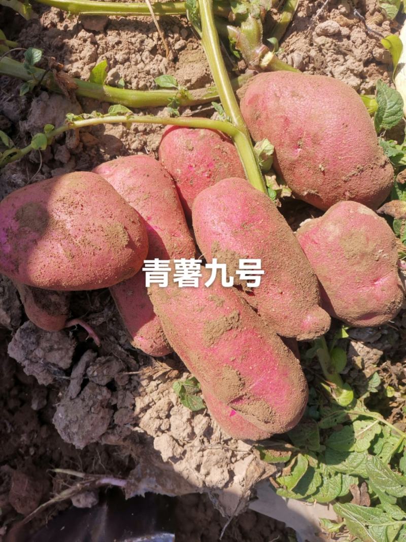 甘肃青薯九号大量上市
