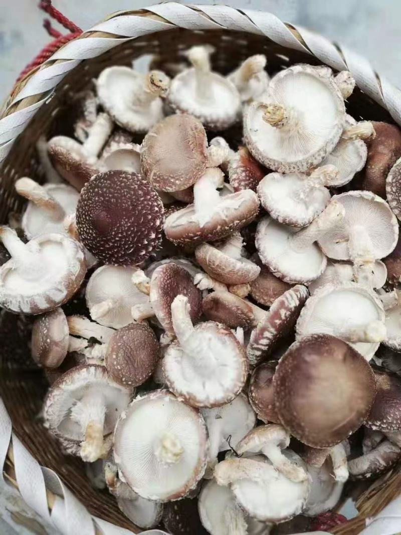 本地菇，香味超浓郁原木冬菇口感特别的好