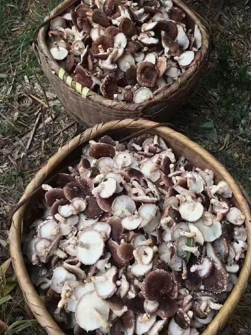 本地菇，香味超浓郁原木冬菇口感特别的好