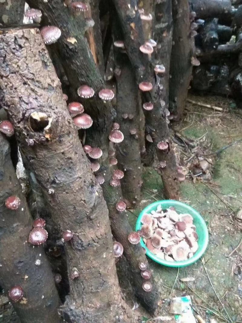 本地菇，香味超浓郁原木冬菇口感特别的好