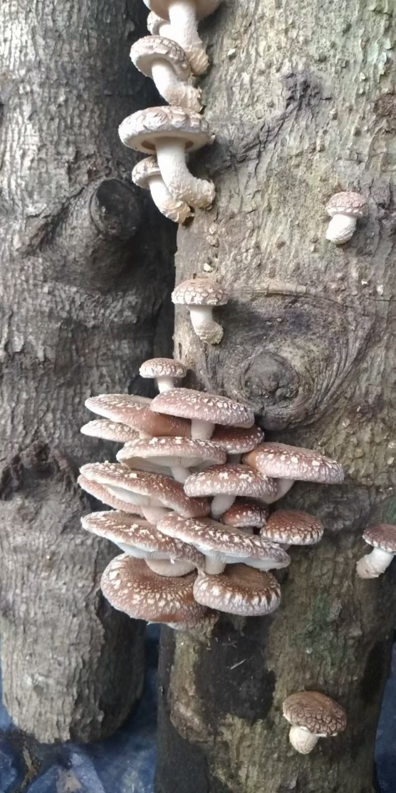 本地菇，香味超浓郁原木冬菇口感特别的好