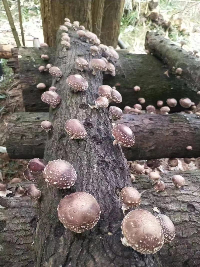 本地菇，香味超浓郁原木冬菇口感特别的好