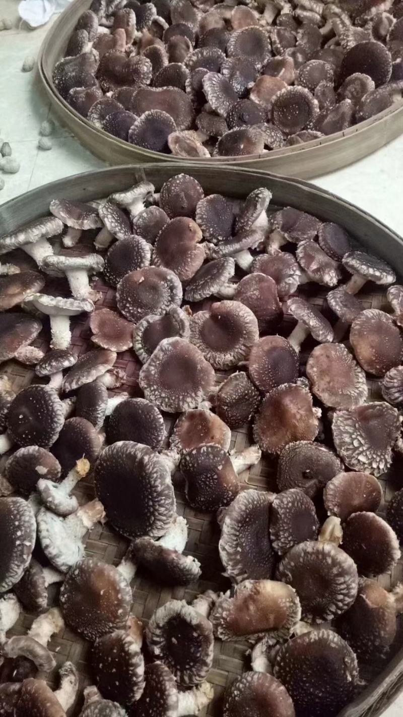 本地菇，香味超浓郁原木冬菇口感特别的好