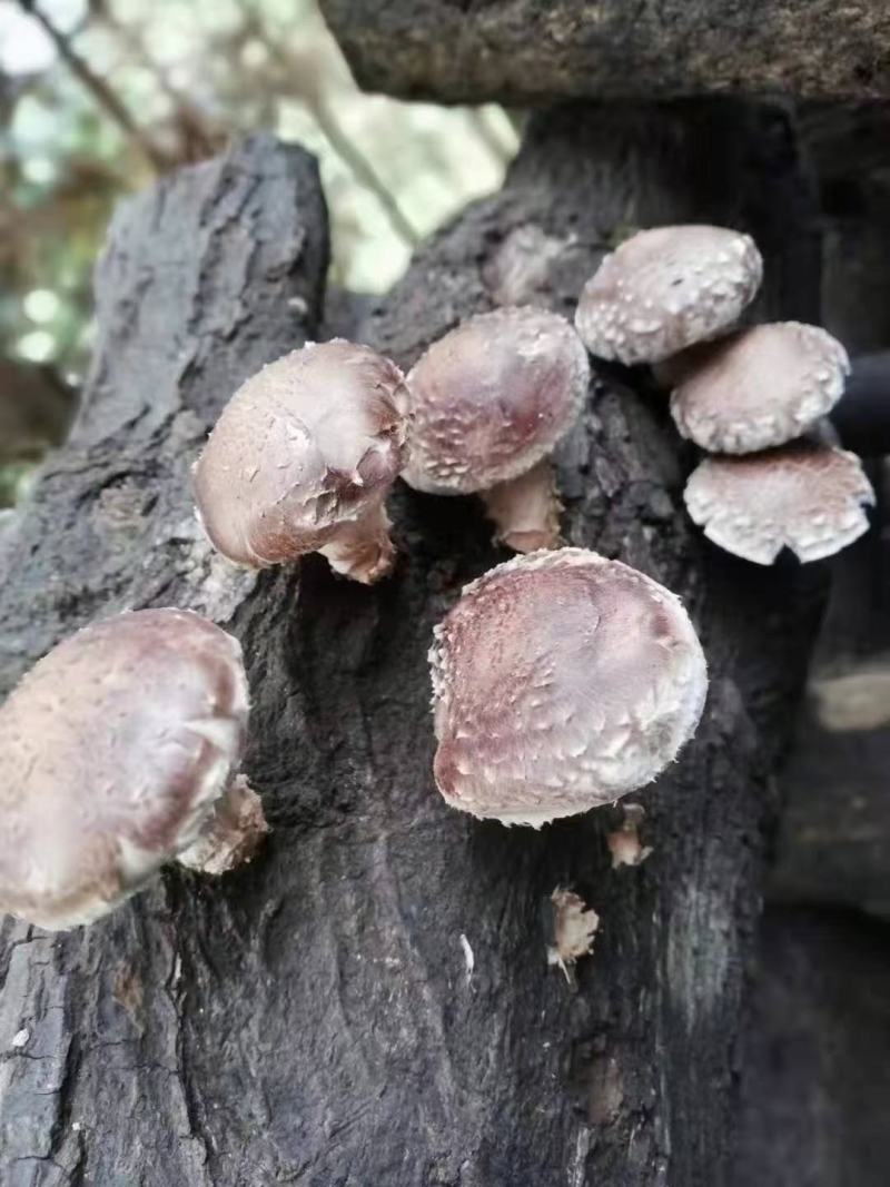 本地菇，香味超浓郁原木冬菇口感特别的好