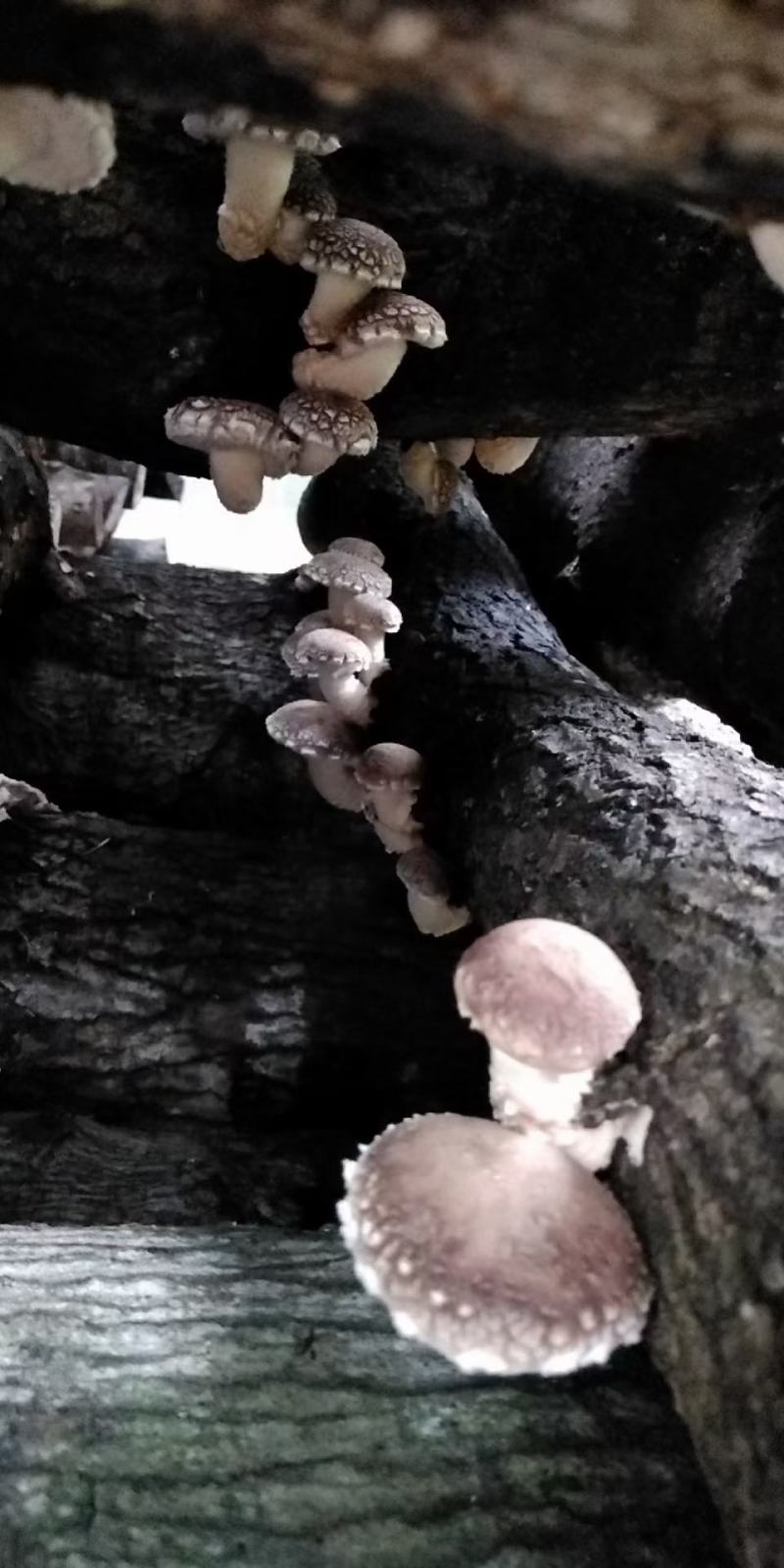 本地菇，香味超浓郁原木冬菇口感特别的好