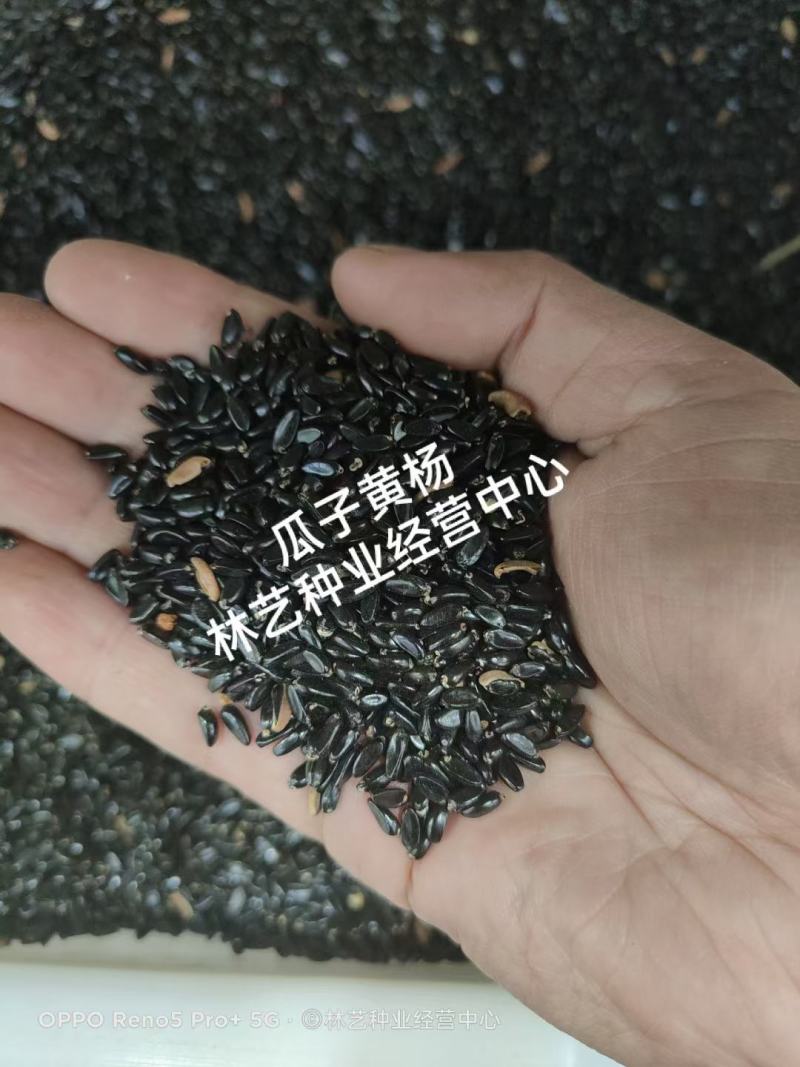 黄杨种子瓜子黄杨种子黄杨木种子大叶黄杨种子冬青种子