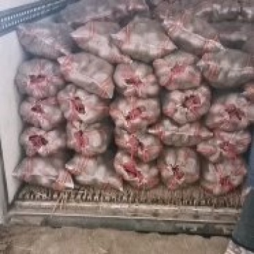 甘肃青薯九号大量上市