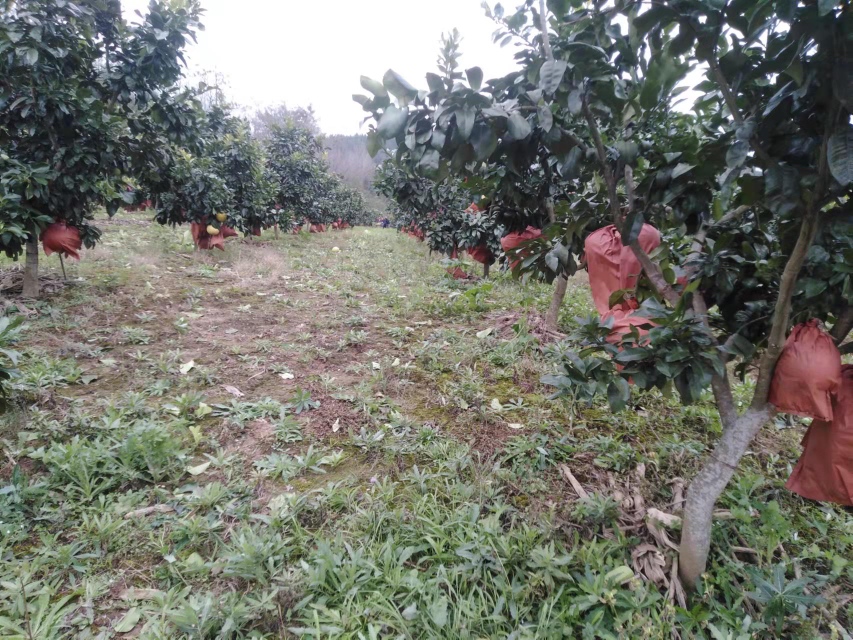 红心柚果园,阳光下的红心柚果树整齐排列,果实饱满,呈现出诱人的红色 红心柚果园