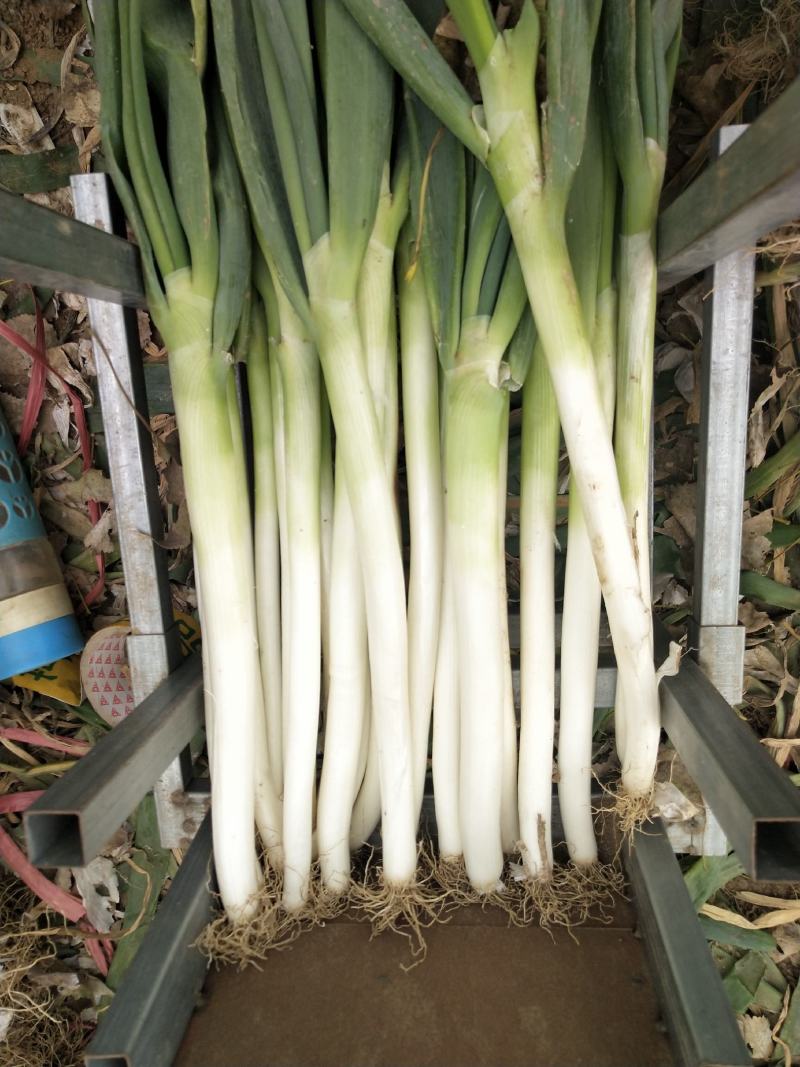 【推荐】铁杆大葱，山东费县铁杆大葱，量大质优，坏菜包赔