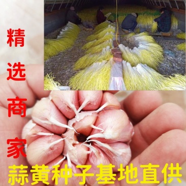 蒜黄种子山东省金乡县培育基地直供高产无病害