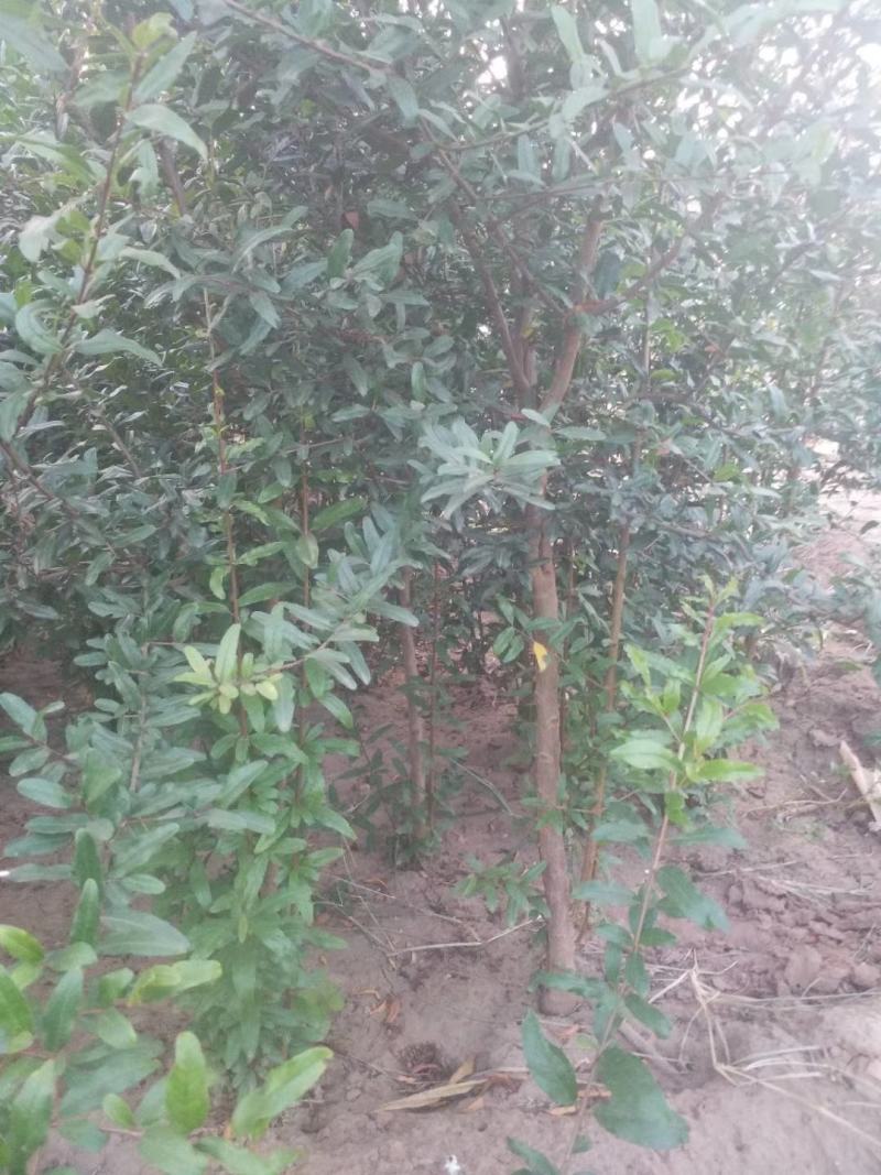 直销突尼斯软籽石榴，泰山红，丛生花石榴等各种石榴树