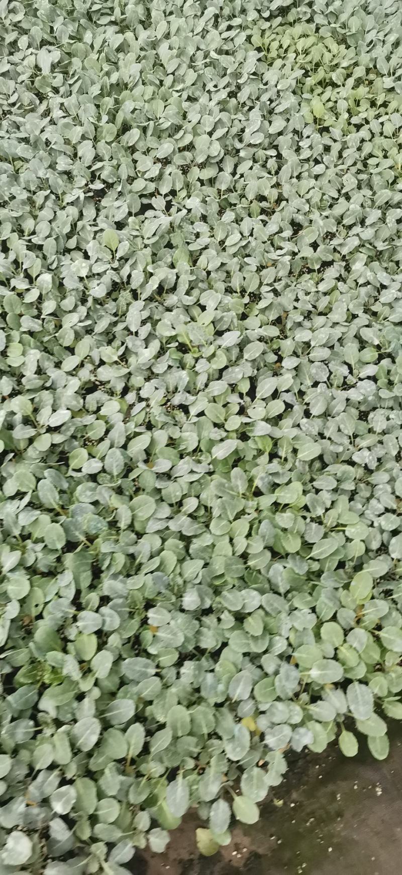 甘蓝苗，包菜种苗，卷心菜苗，洋白菜苗，苗厂直接对接