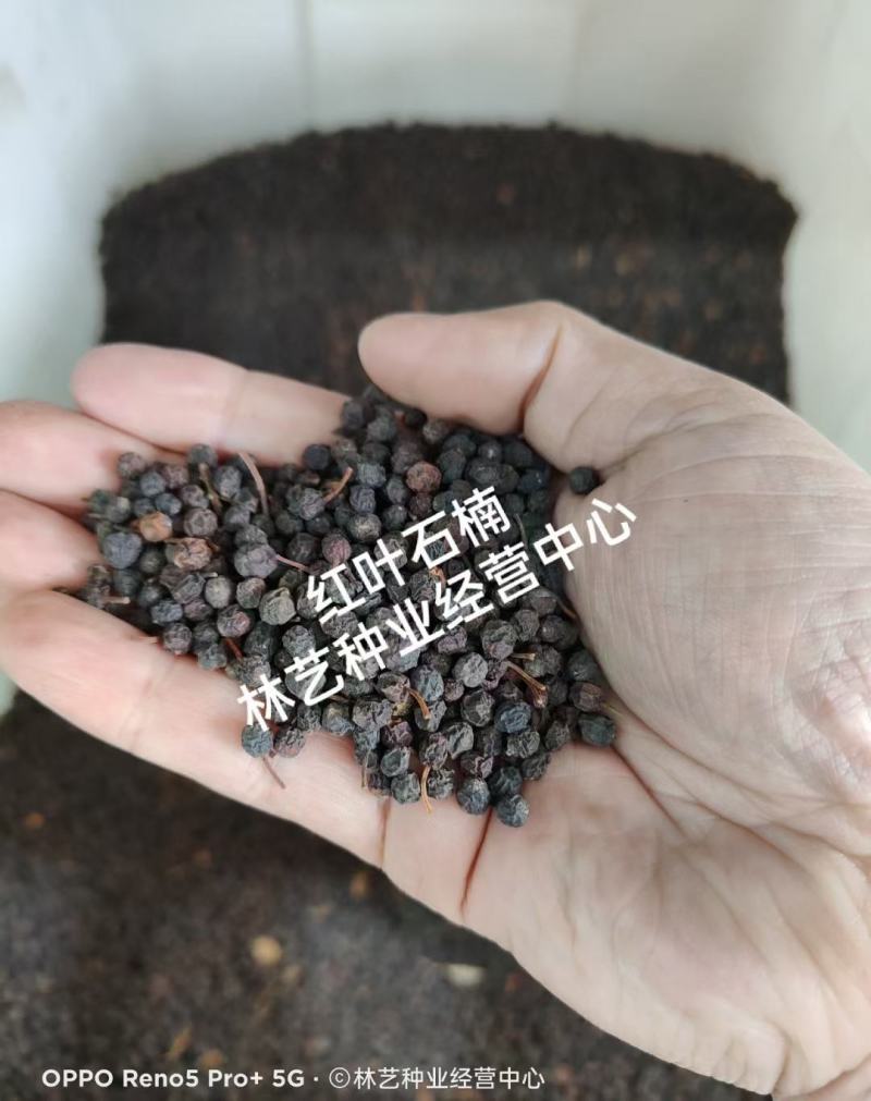 新釆红叶石楠种子四季常青绿化树种子红罗宾火焰红石楠树种籽