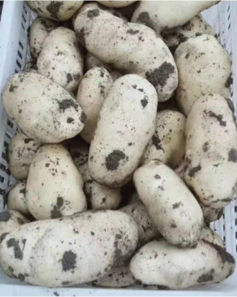基地土豆精品已陆续上市，欢迎各位老板前来洽谈！