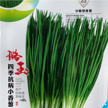 四季香葱种子分叉香葱种子蔬菜阳台种子