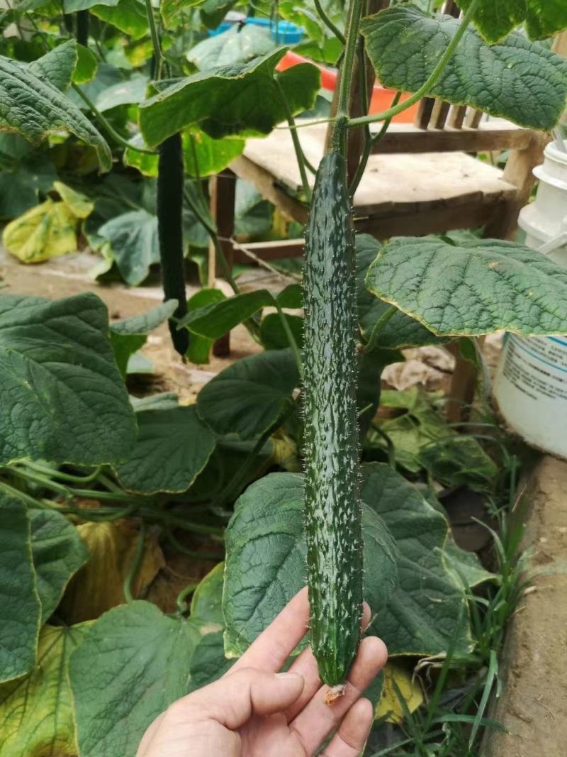 黄瓜苗，嫁接强雌油亮黄瓜苗，全雌黄瓜苗，德瑞特系列品种