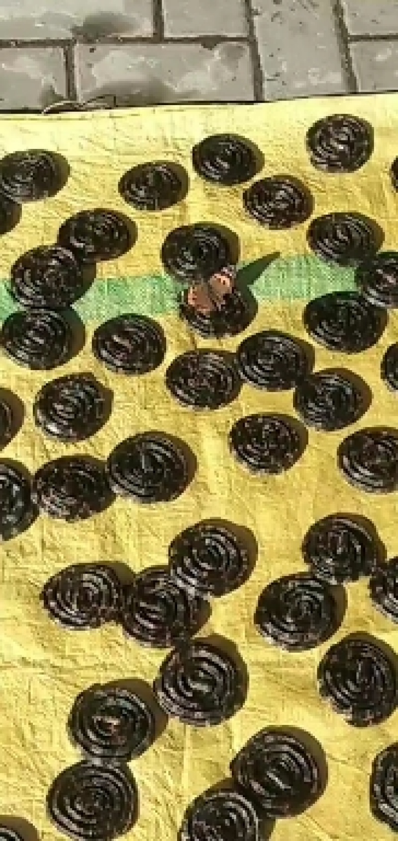 白花蛇大条百花蛇白花蛇各规格齐全包邮