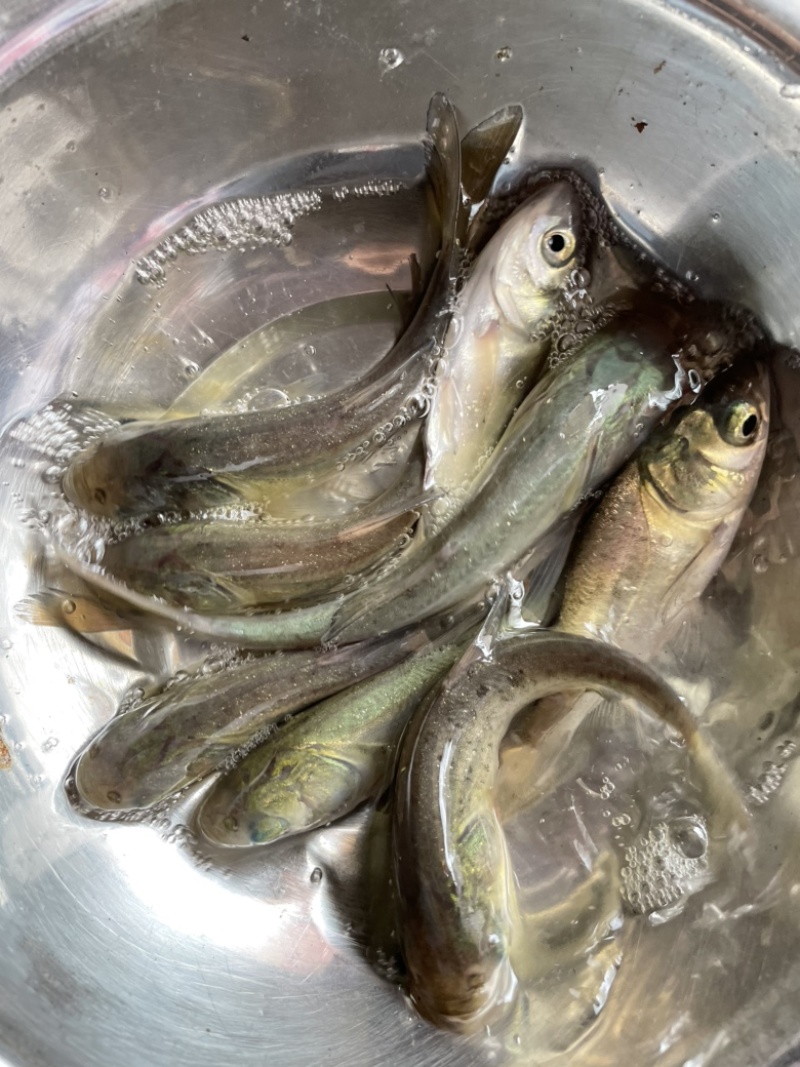 鲢鳙鱼苗，大头鱼苗种，优质快大良种技术催产苗种好养快大