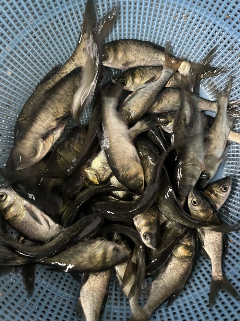 鲢鳙鱼苗，大头鱼苗种，优质快大良种技术催产苗种好养快大