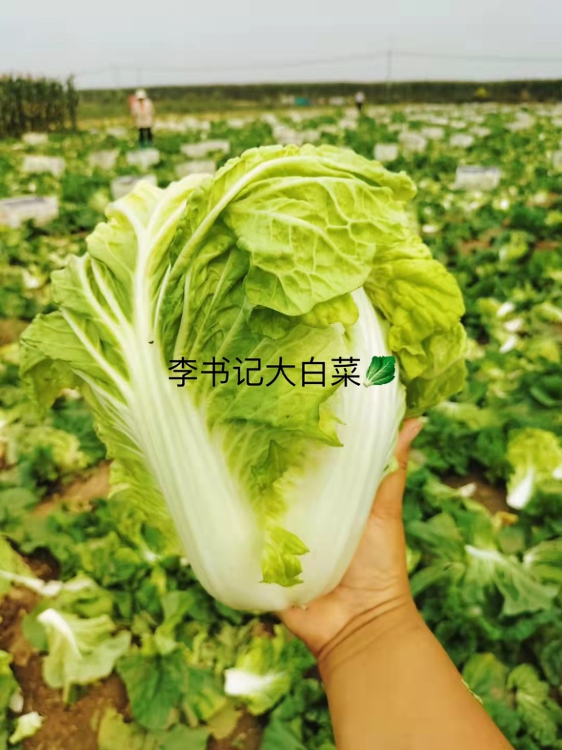 河北柏乡白菜-北京新3号现货充足产地直发