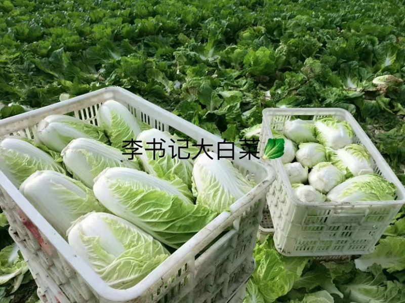 河北柏乡白菜-北京新3号现货充足产地直发