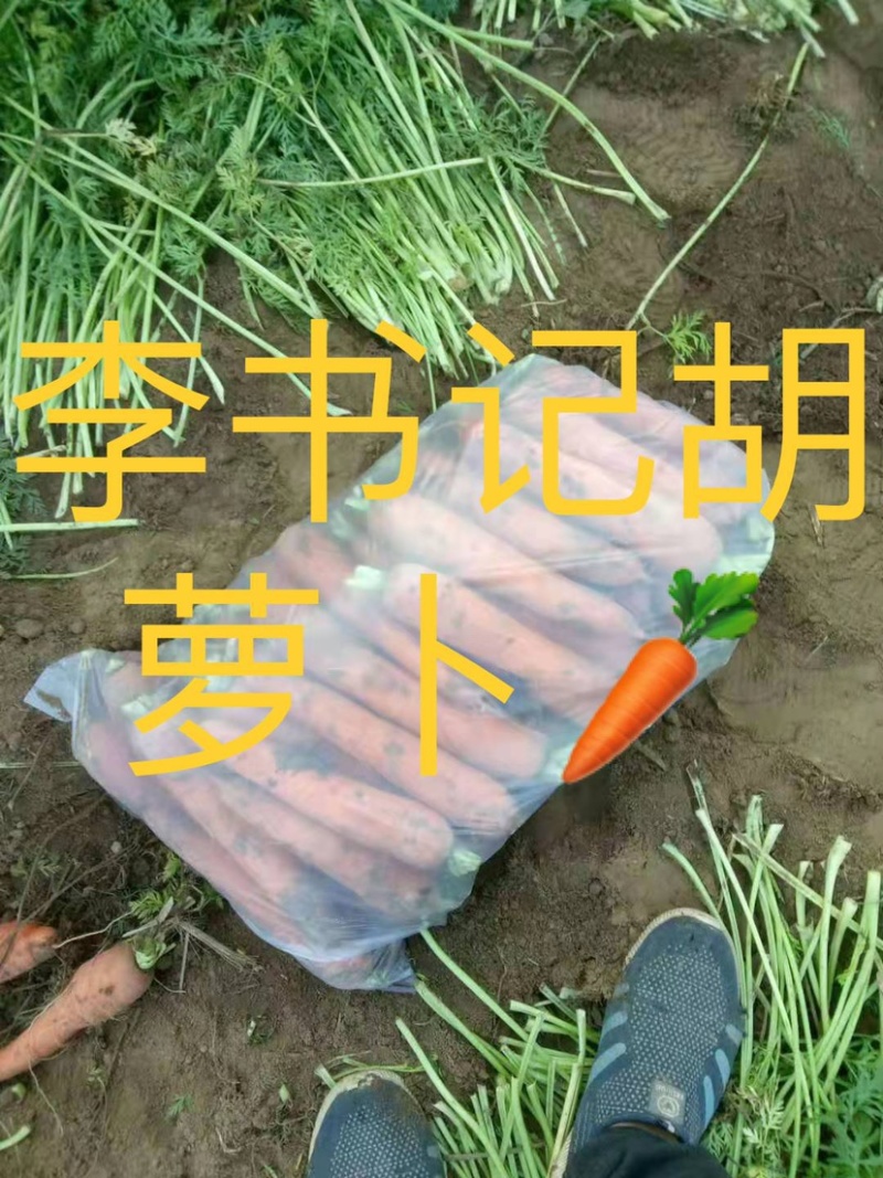 胡萝卜产地直销2两以上10厘米左右橙
