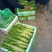 棒菜，儿菜，保证质量，货品新鲜，量大从优