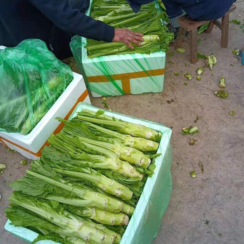 棒菜，儿菜，保证质量，货品新鲜，量大从优