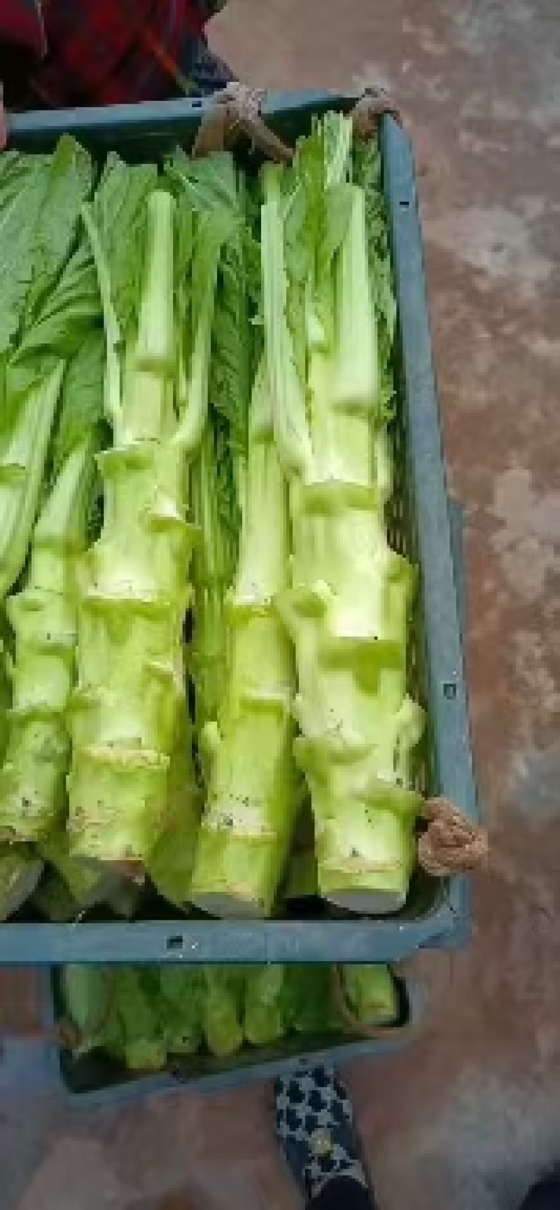棒菜，儿菜，保证质量，货品新鲜，量大从优