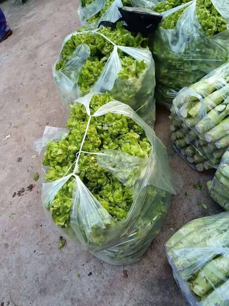 棒菜，儿菜，保证质量，货品新鲜，量大从优