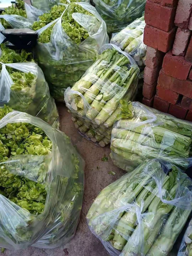 棒菜，儿菜，保证质量，货品新鲜，量大从优