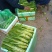 棒菜，儿菜，保证质量，货品新鲜，量大从优