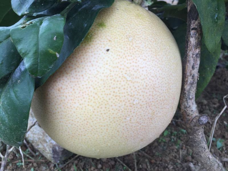 平顶三红柚