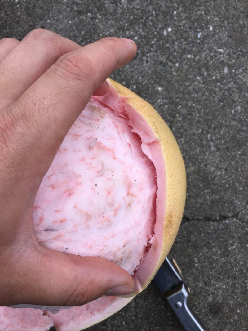 平顶三红柚