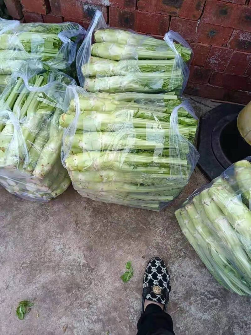 棒菜，儿菜，保证质量，货品新鲜，量大从优
