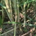 甘蔗苗脱毒苗桂青1号